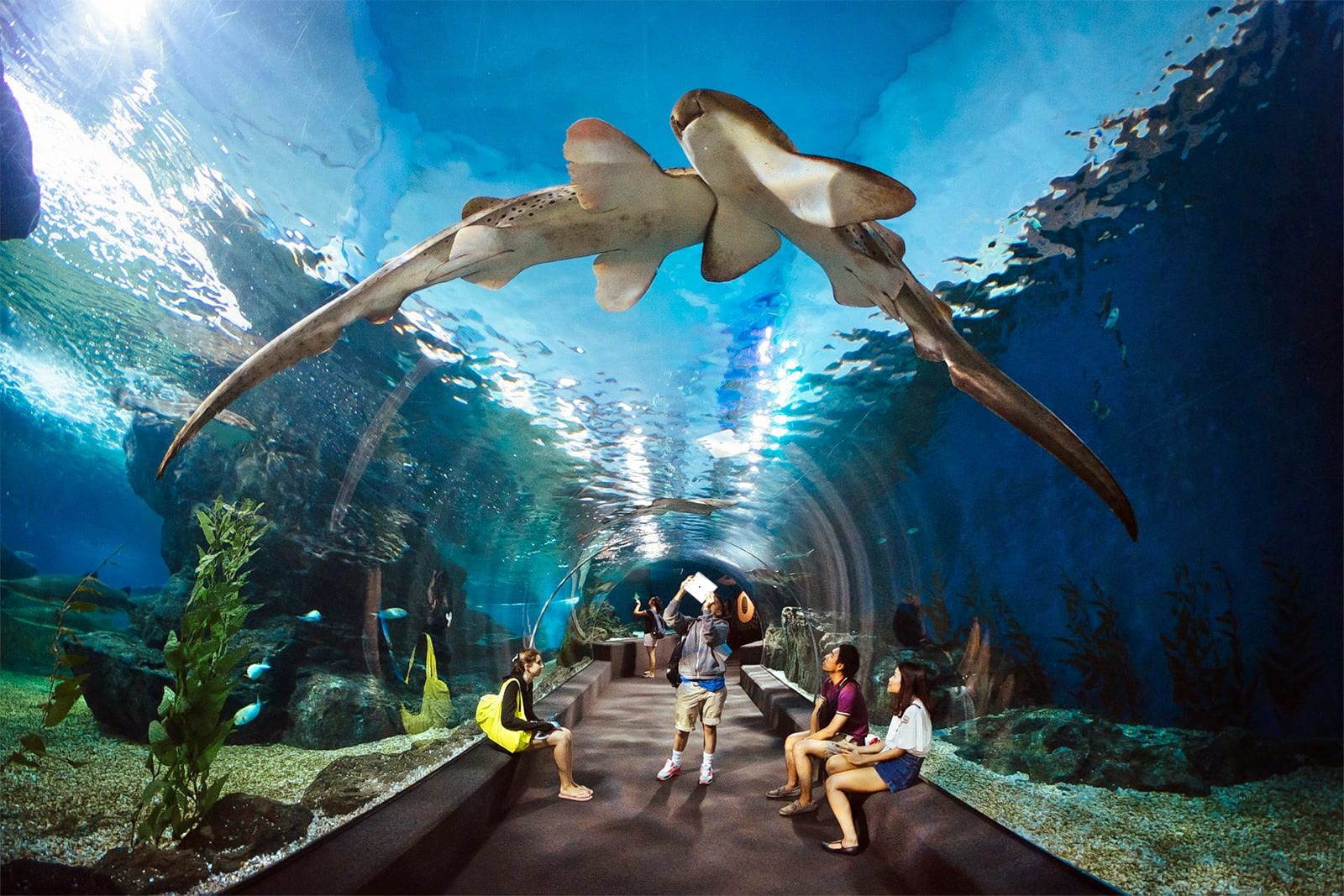 Highlighting Achievements, Sharjah Aquarium Champions Ocean ...